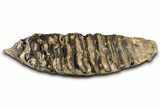 Fossil Woolly Mammoth Lower M Molar - Poland #370400-2